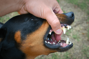Minnesota's Dog Bite Laws