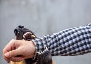 A person's hand is holding a dog's mouth.