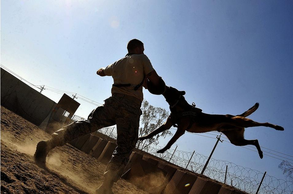 A guard dog training session, where a soldier is engaged in a simulation. The dog is leaping towards the soldier, who has an arm padded with protective gear. The background features a fence topped with barbed wire, reminiscent of the barriers tackled in uninsured motorist claims, set against a clear blue sky and some structures.
